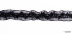 Black decorative satin ribbon elastic trim with sequins