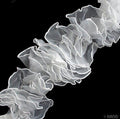 Close-up of white chiffon frilly trim showcasing its delicate design.