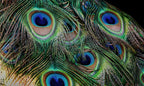 Close-up of a peacock feather showcasing its vibrant colours.