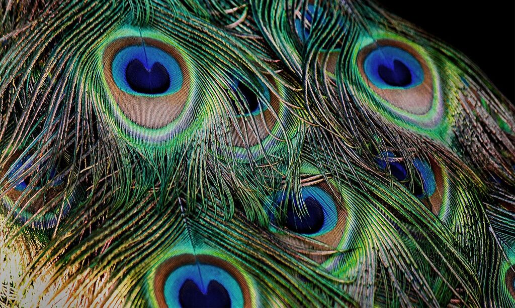 Close-up of a peacock feather showcasing its vibrant colours.