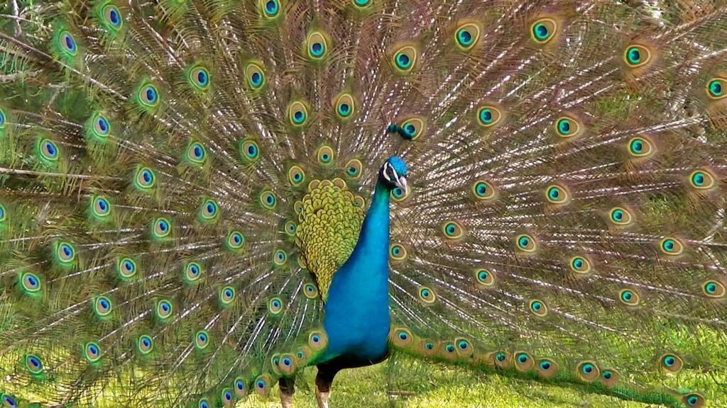 Peacock feathers used in a decorative craft project.