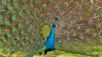 Peacock feathers used in a decorative craft project.