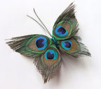 Peacock feathers arranged as a hair accessory.