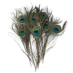 Pack of 10 natural peacock feathers displayed together.