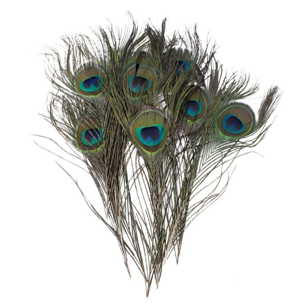 Pack of 10 natural peacock feathers displayed together.