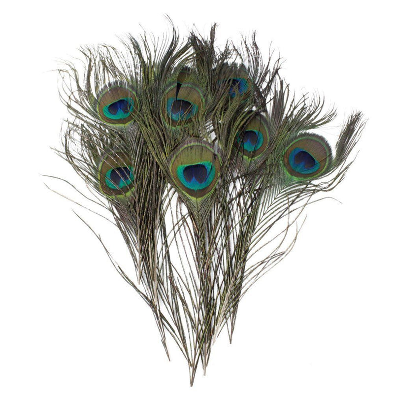 Pack of 10 natural peacock feathers displayed together.